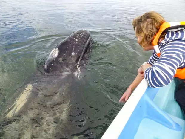 A Baja traveler leaning over the side of a panga looking at the head of a gray whale out of the water.