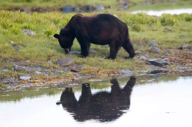 A black grazing near the shoreline in Alaska. 