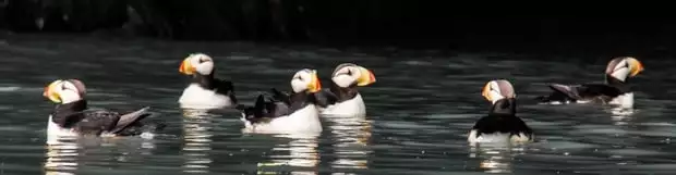 Puffins seen from a small ship cruise in Kenai Fjords Alaska. 