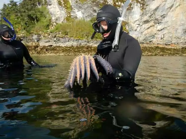Guests from a small ship cruise in Alaska snorkeling on tour with a guide looking at a star fish. 