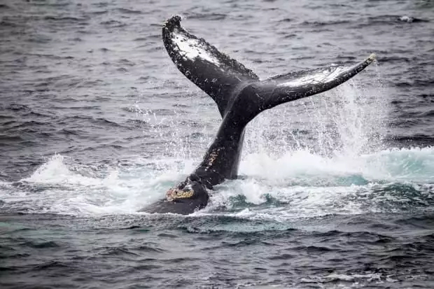 Whale tail seen from a small ship cruise in Antarctica. 
