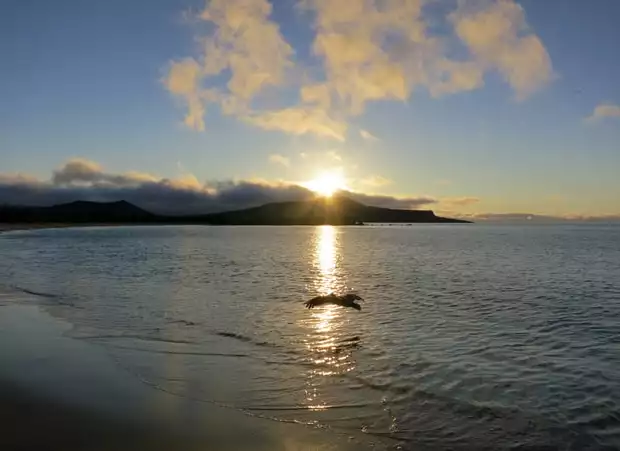 Sea bird flying over the beach shoreline during sunset in the Galapagos.