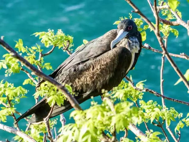 Galapagos sea bird perched on a branch of a bush with the ocean in the background.