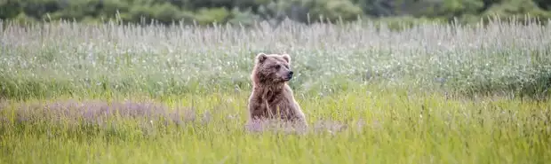 Grizzly bear peering out of tall grass and purple wildflowers as seen from a small ship tour in Katmai Alaska. 