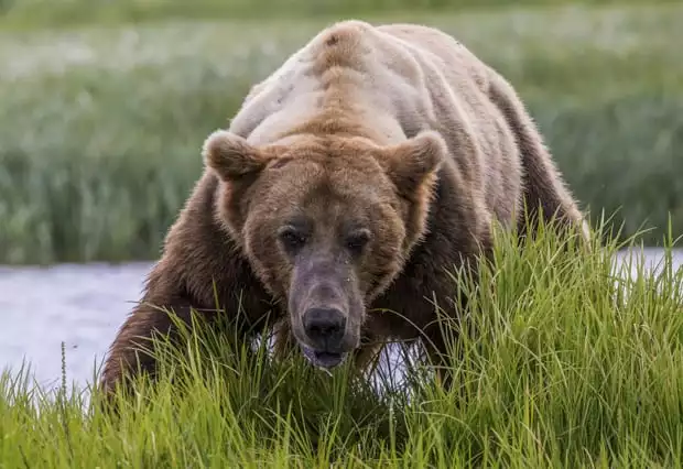Male grizzly bear seen on small ship cruise excursion in Katmai ALaska. 