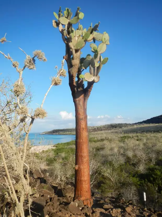 Galapagos Opuntia cactus near a beach on a Galapagos island.