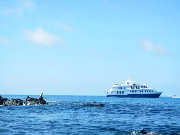 Sea lion perched on a rock in the water with a small ship cruise in the Galapagos.
