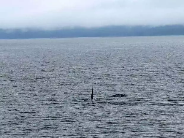 Orca seen from a small ship cruise in Alaska. 