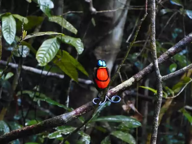 Bird of Paradise seen on an excursion from a small ship cruise to Raja Ampat, Indonesia. 