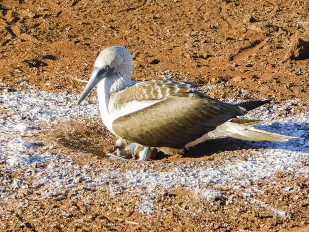 Blue Footed Booby in sandy nest with a baby chick and egg.