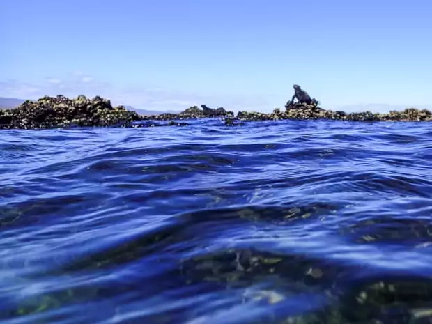 Galapagos marine iguana sitting on a tidal rock.