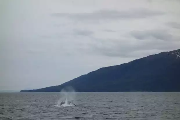 Whale breaching seen from small cruise ship in Alaskan waters. 