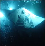 A large manta ray in the water at night lit up with flashlights surrounded by fish