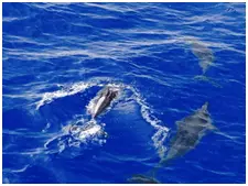 3 dolphins swimming