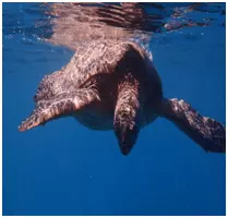 Hawaiian sea turtle