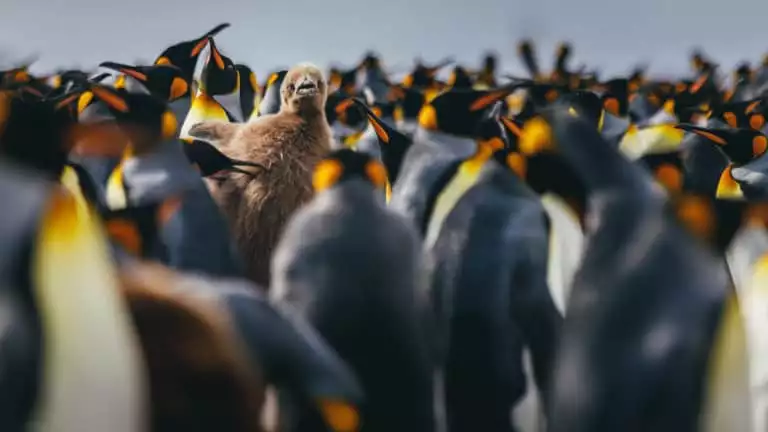King penguins stand in a large flock with one brown, furry baby chick in the middle.