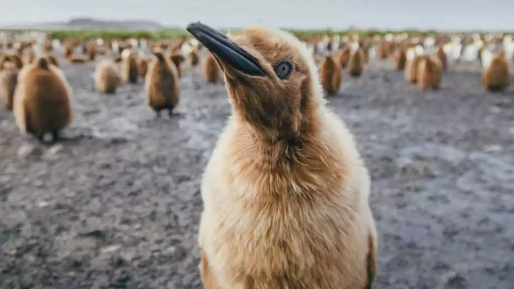 Photo by: David Merron/Quark Expeditions