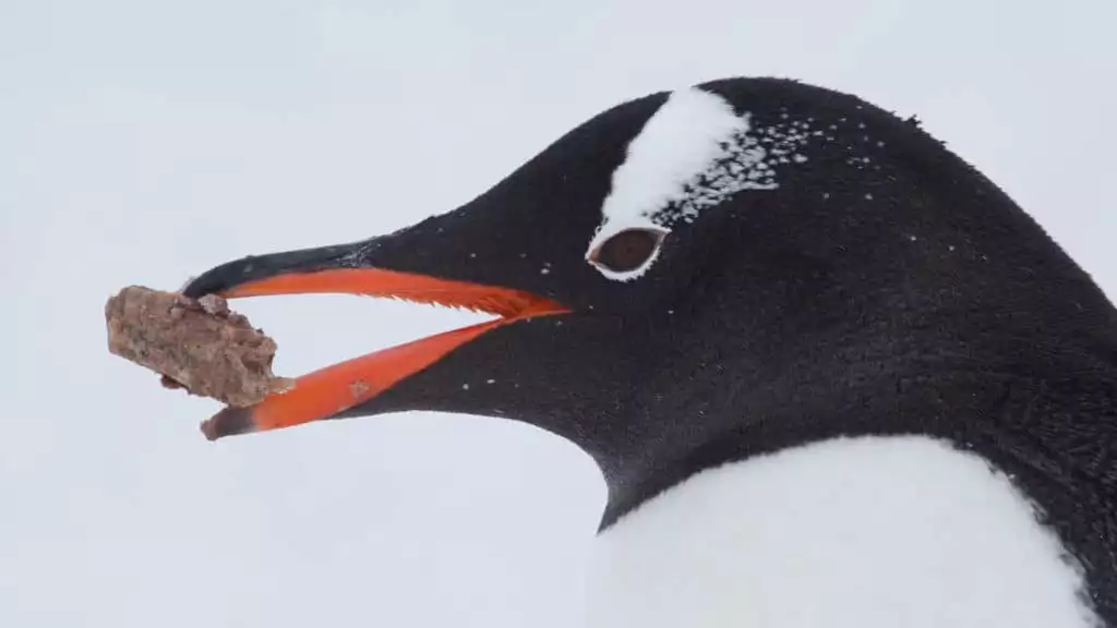 Photo by: Quark Expeditions