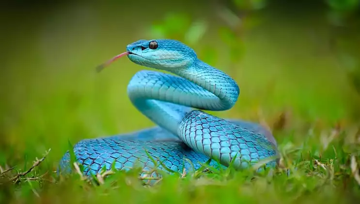 Blue pit viper stretching up from bright green grass as seen on the Aqua Blu Komodo National Park Indonesia Cruise.