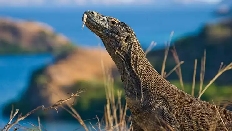 Komodo dragon sitting on the ground against the backdrop of stunning scenery on the Aqua Blu Komodo National Park Cruise.