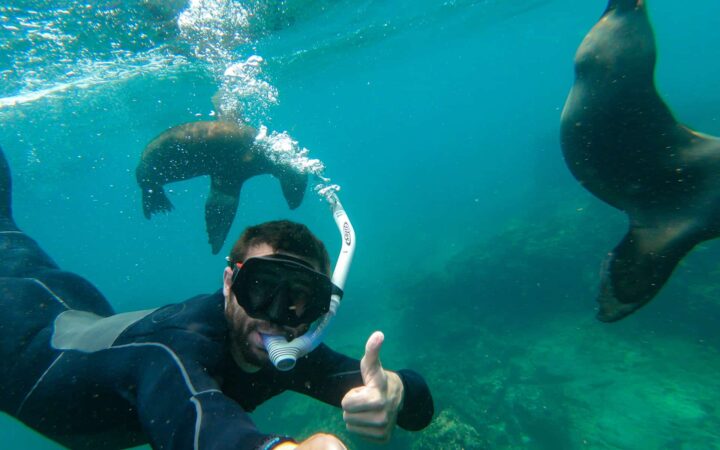 Under water snorkeler with two sea lions swimming behind him on a Galapagos small ship cruise