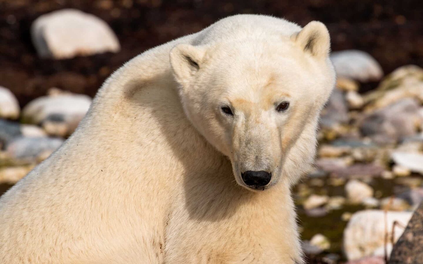 Expert Review: Classic Polar Bear Adventure