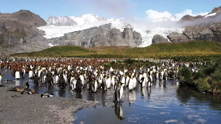 On the mountainous island of South Georgia, a huge colony of king penguins, adults and chicks stand among tundra plants and water puddles.