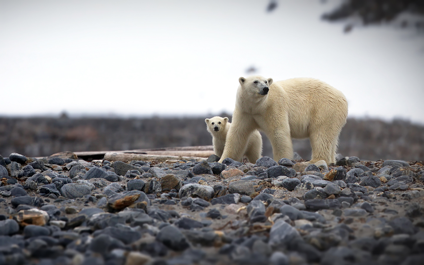 Expert Review: What to Expect on a Polar Bear Cruise