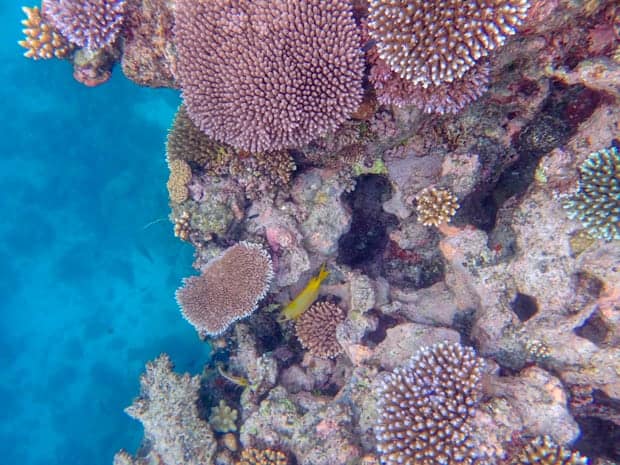 How to Choose Your Great Barrier Reef Cruise