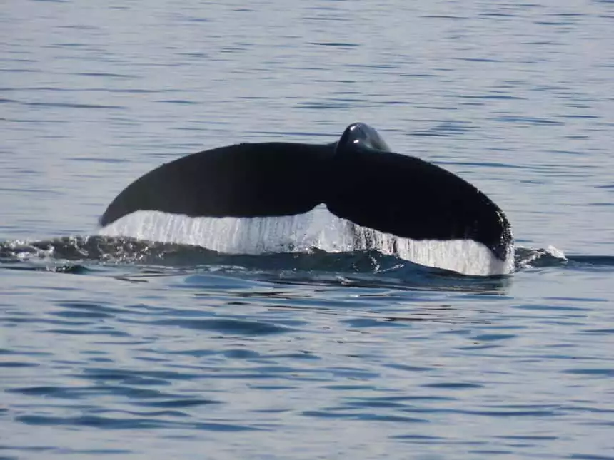 A dark whale tale reaches out from the sea, water falls from it like a waterfall, seen on the islands whales and glacier small ship cruise