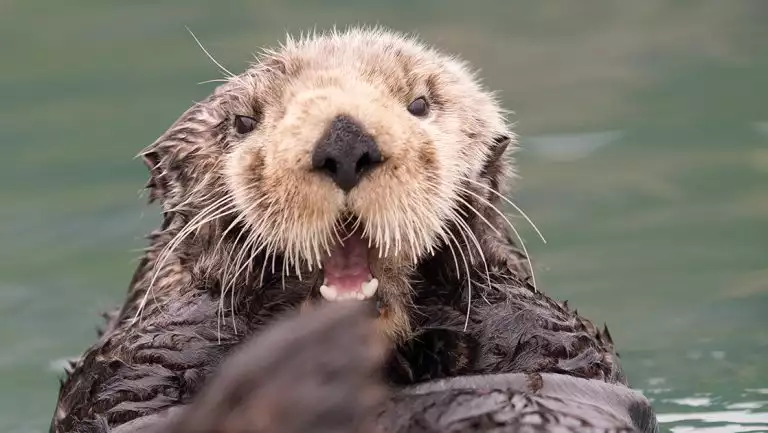 A close up portait of a tan and brown furry otter in alaska with a surprise expression and long white whisters,