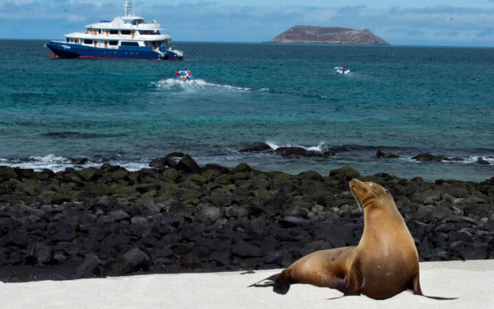 A sea lion basks on the beach on a sunny blue sky day, behind it are two pangas driving towards the Camila Galapagos trimaran, floating in the ocean