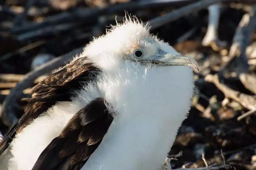 A fuzzy baby frigat birds sitting in a nest of branches, , seen on Genovesa Island aboard a Camila Galapagos cruise.