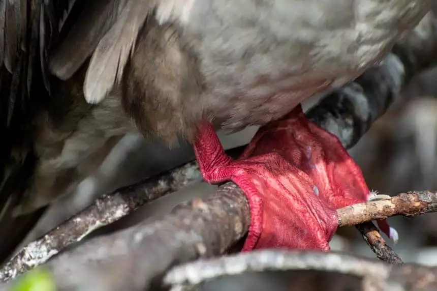 The webbed feet of a red footed boobie sseen on Genovesa Island aboard Camila Galapagos Cruise