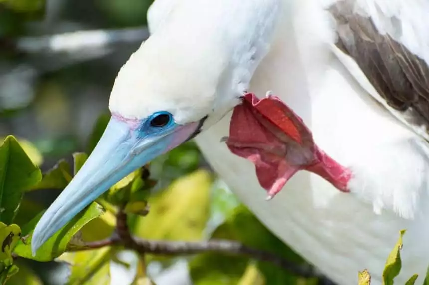 Wildlife portrait of a red footed boobie shwoing a bright red foot, blue and pink beak, seen on Genovesa Island aboard Camila Galapagos Cruise