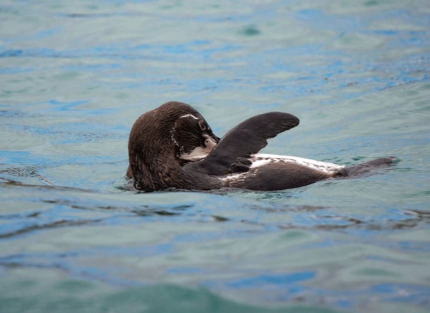 A black and white Galapagos penguin floats on its back in the ocean with its wing in the air