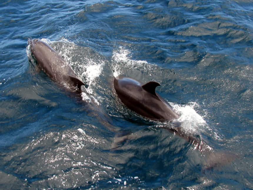 seen on a Galapagos cruise, two dolphins break the surface of the ocean water as they quickly swim
