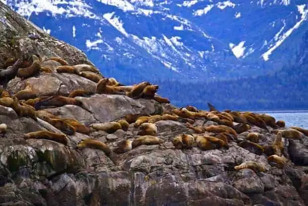 Group of seals on rocks seen from a small ship cruise in Alaska. 