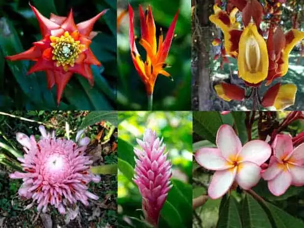 collage of different vibrant costa rica jungle flowers