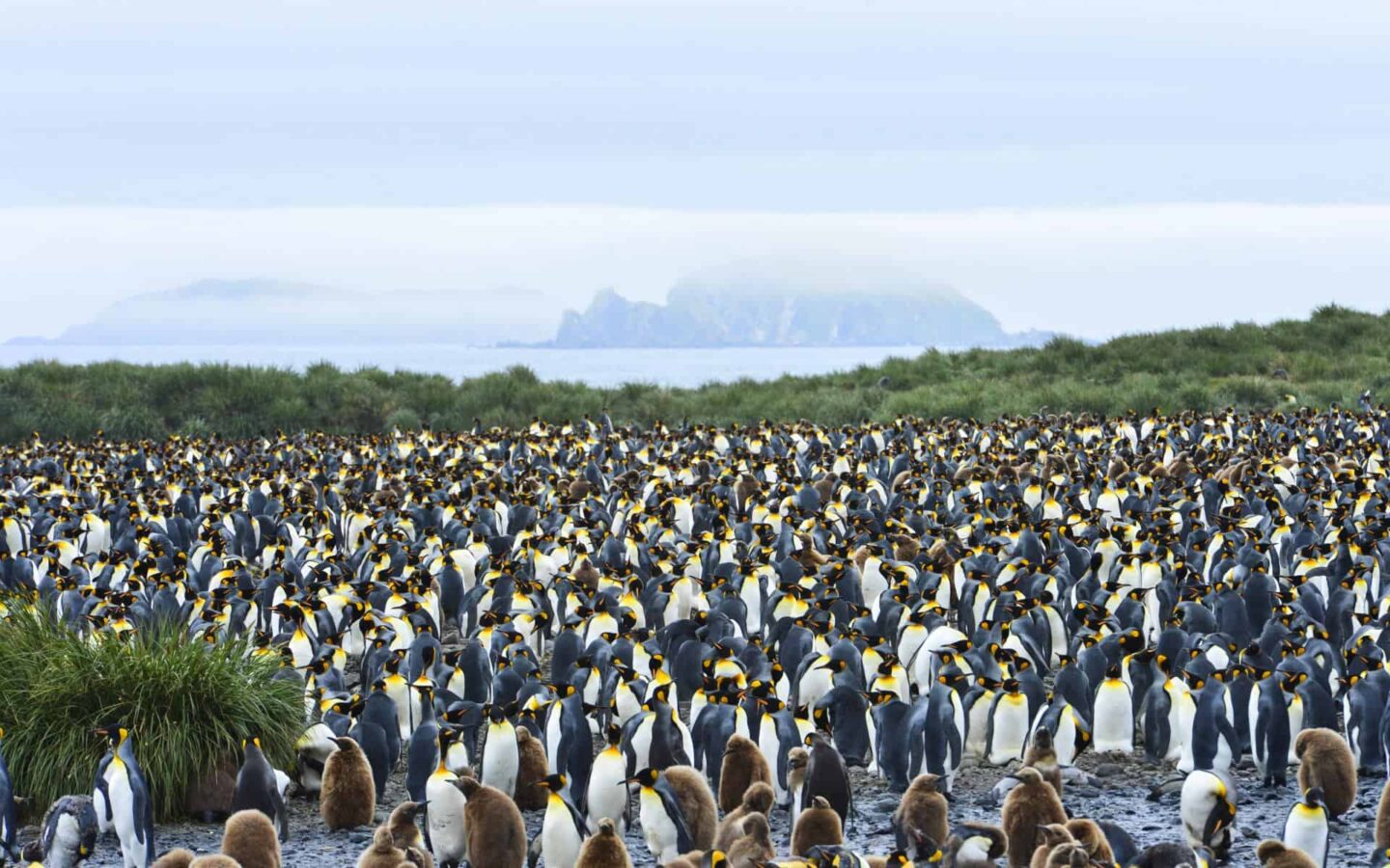 A large group of hundreds of king penguins on South Georgia on an Antarctica cruise.