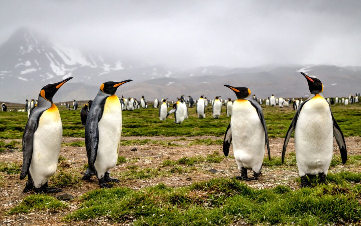 2 pairs of king penguins stand in foreground, looking at each other, while more king penguins walk around green grass in the background on a foggy day during a South Georgia cruise.