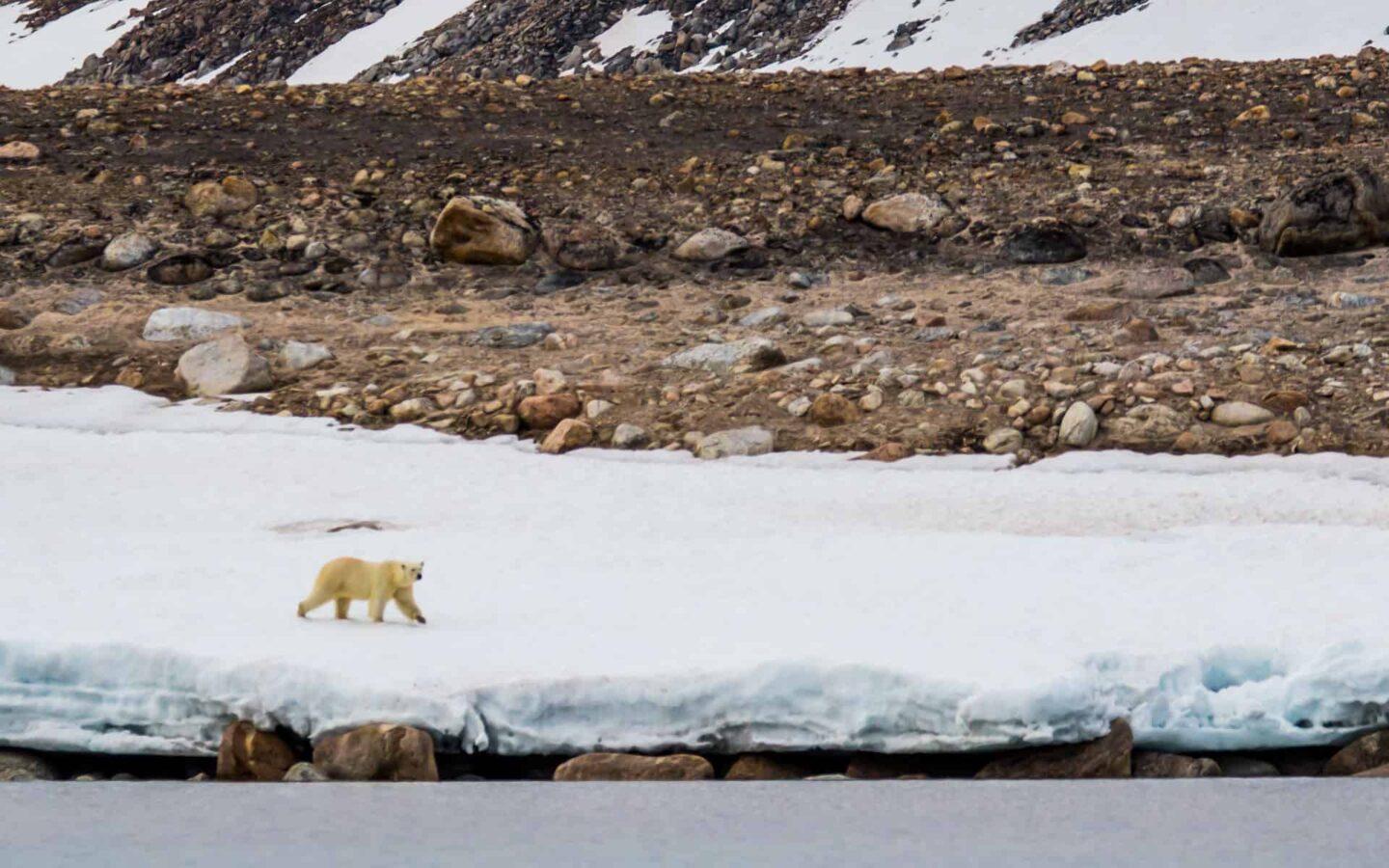 Polar bear walking along a snow covered beach, seen from an Arctic small ship.