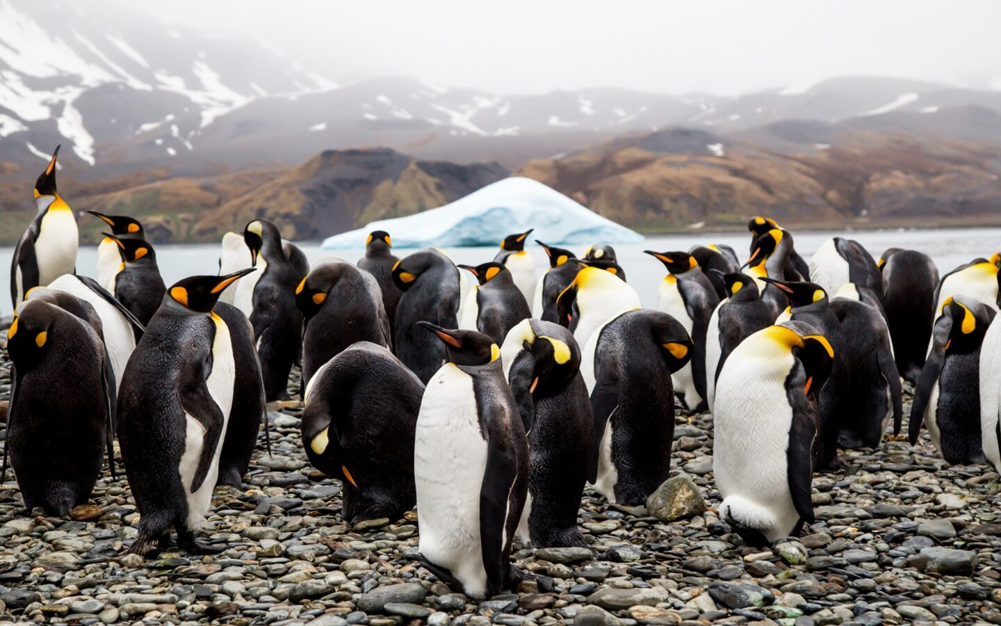a group of black, white, and orange king penguins on the shoreline in antarctica with an iceberg floating in the background