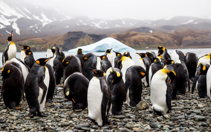 a group of black, white, and orange king penguins on the shoreline in antarctica with an iceberg floating in the background