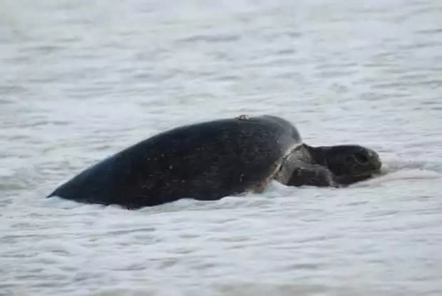 Turtle on the beach in the Galapagos  with a barnacle on it's shell. 