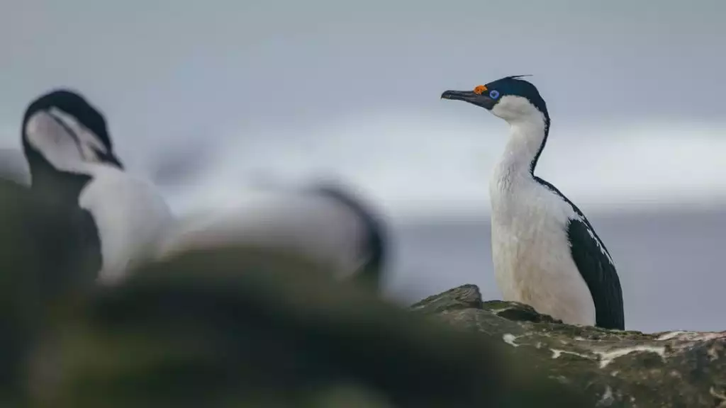 Photo by: David Merron/Quark Expeditions