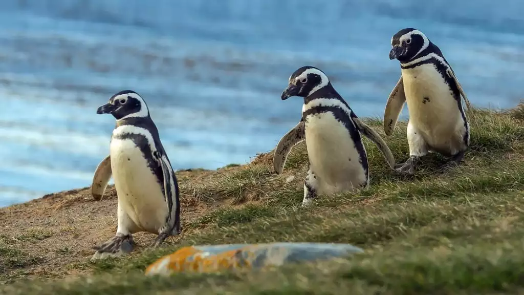 Photo by: Galenko Wladislav/Quark Expeditions