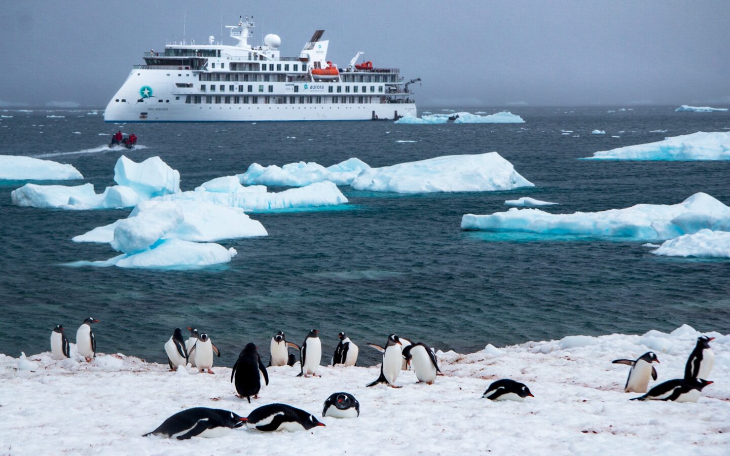 Black and white Gentoo penguins play on the snowy shore as icebergs and the Greg Mortimer Antarctic ship float in the distance.