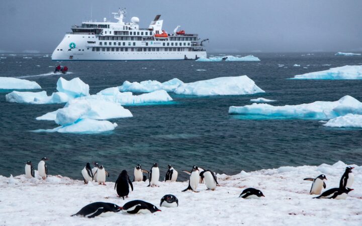 Black and white Gentoo penguins play on the snowy shore as icebergs and the Greg Mortimer Antarctic ship float in the distance.