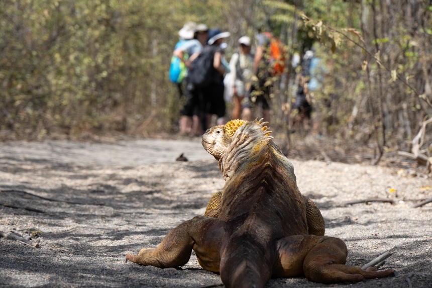 A yellow Galapagos land iguana rests on a sandy trail white a group of Galapagos travelers stand in a group just beyond it.